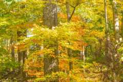 Autumn-Tree-on-a-hiking-trip