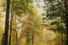 Misty-Forest-Autmn-Tree