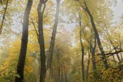 Misty-Forest-Path