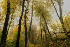 Misty-Forest