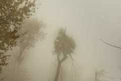 Shrouded-in-Fog-Autumn-Forest