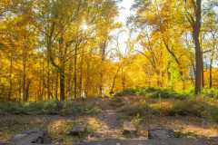 Stair-to-fall-forest