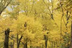 Tree-Framed-Fall-Forest-in-Garrison-NY