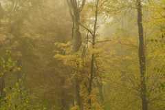 Twisted-tree-in-a-misty-forest