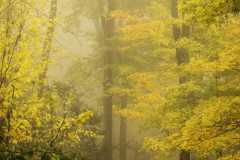 Yellow-Misty-Forest