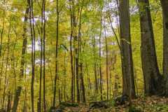 Yellow-and-Green-Forest-in-Fall
