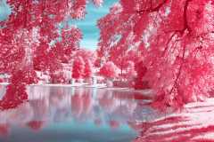 Enchanted-Forest
