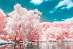 Otherworldy-Park-in-Brooklyn-1080
