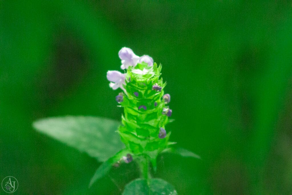 macro nature