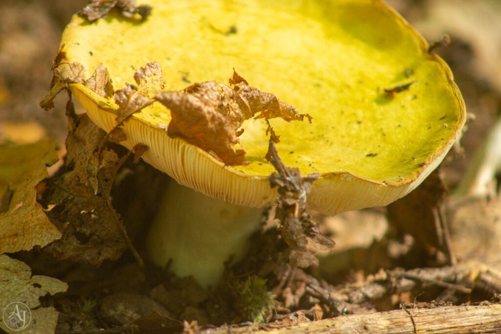 macro nature photography