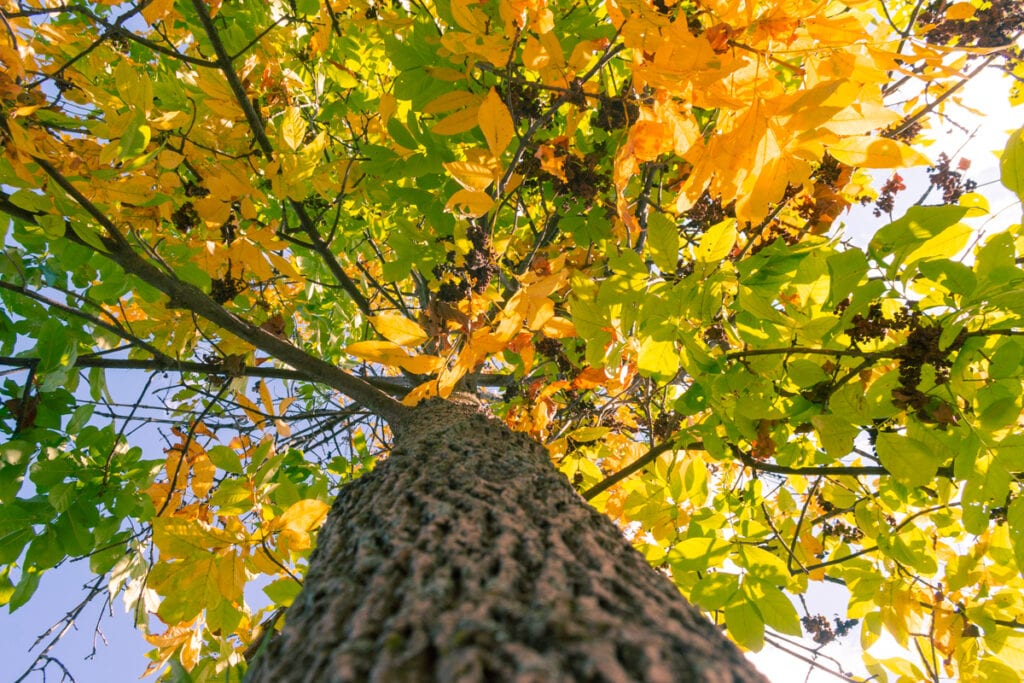 beautiful nature fall photo ideas