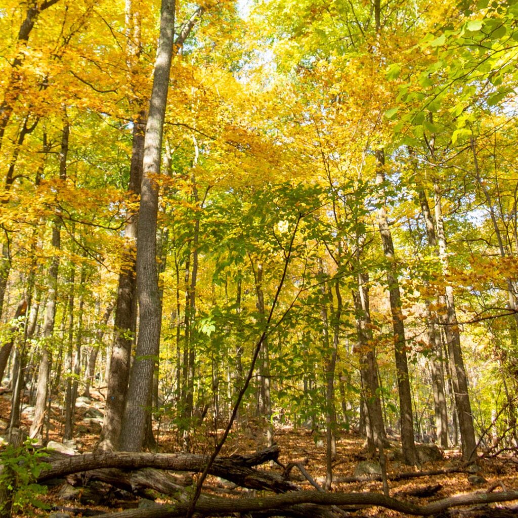 Nature Photography Adventure of the Trail