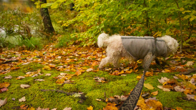 medium hiking dogs